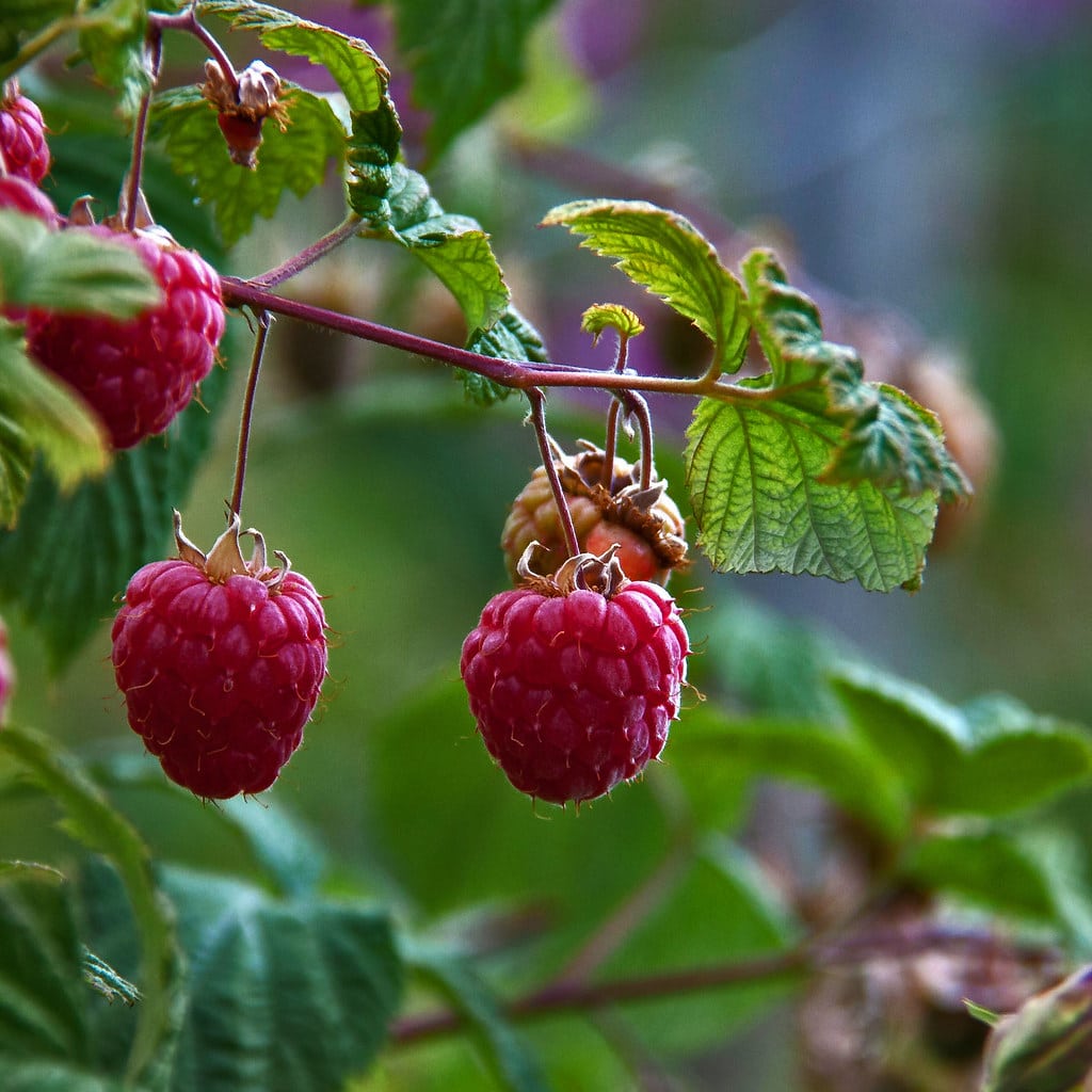 The Ultimate Guide to Brewing Organic Raspberry Leaf Tea