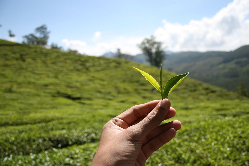 ways to reuse tea leaves